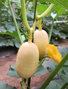 蔬菜種子種植戶客戶點評-瓜菜價格不好，太卷了！看一位種植大戶穩(wěn)穩(wěn)賺錢的經(jīng)驗…