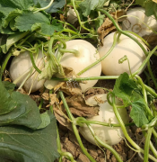 蔬菜種子種植戶客戶點評-我種植的這個品種，稱得上“白馬王子”，與大家分享！