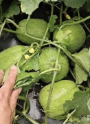 蔬菜種子種植戶客戶點評-瓜商喜歡、消費(fèi)者喜歡，這個品種就好銷售！