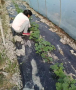 蔬菜種子種植戶客戶點評-我想要一個抗高溫又品質(zhì)優(yōu)良的甜瓜品種，終于找到了！